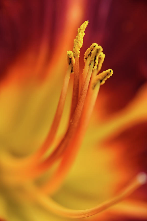Day Lily Photograph by Kuni Photography