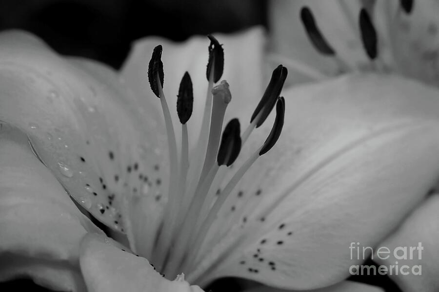 Day Lily Macro in Black and White Photograph by Patricia Strand