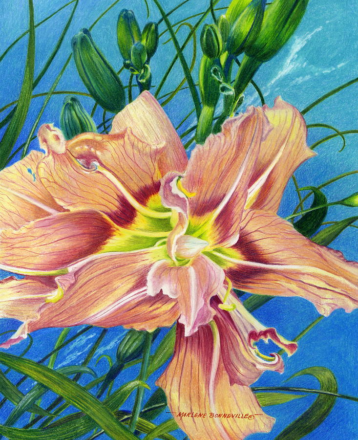 Flower Drawing - Day Lily by Marlene Bonneville