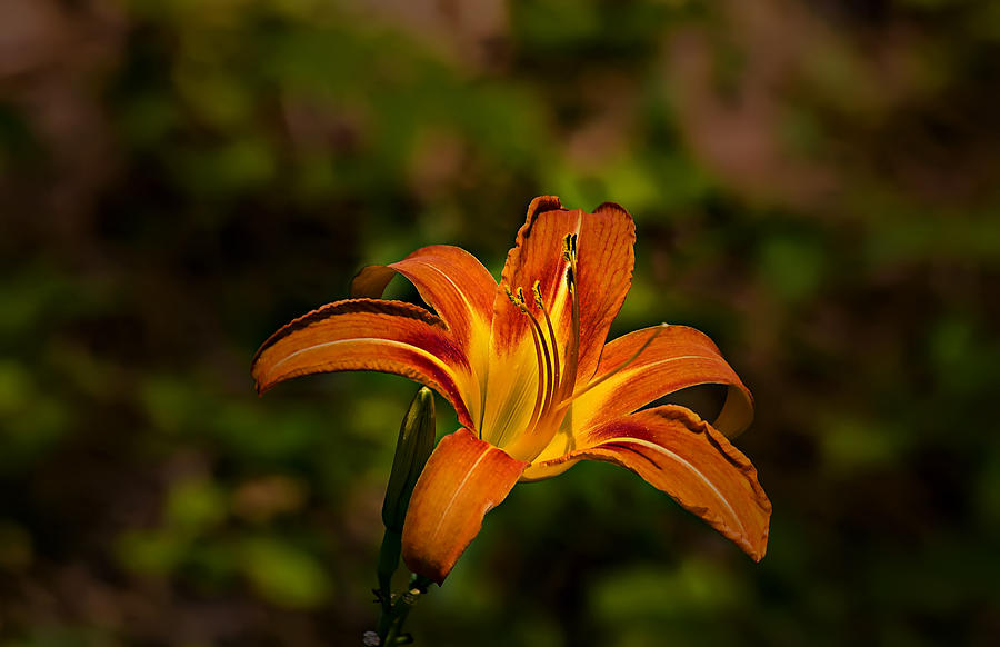 Day Lily Photograph by Michael Whitaker