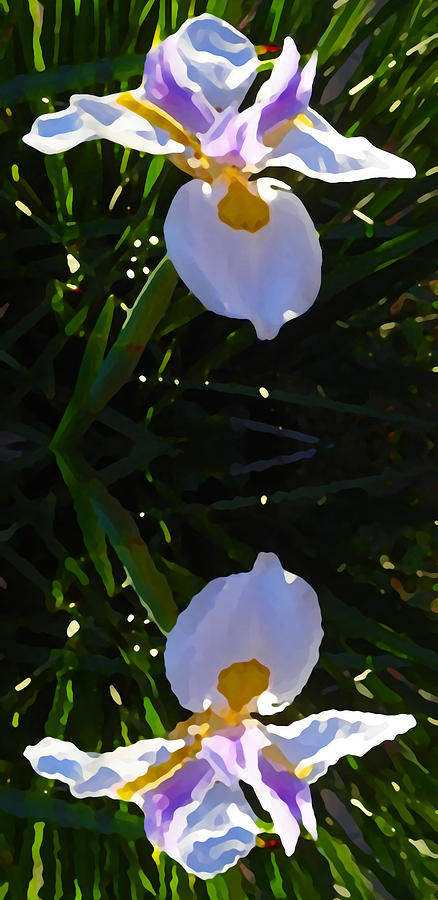 Lily Painting - Day Lily Reflection by Amy Vangsgard