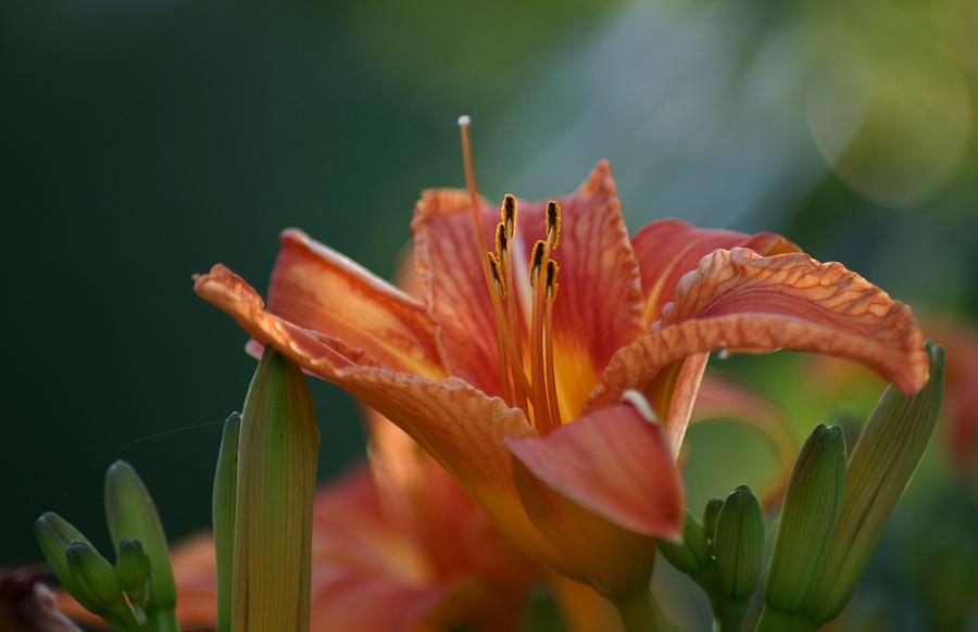 Day Lily Photograph by Robert E Alter Reflections of Infinity