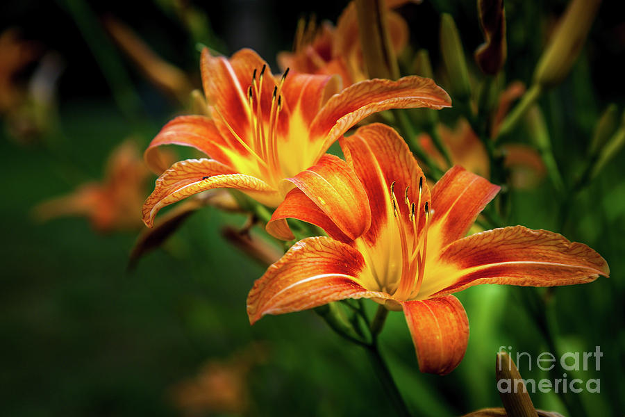 Day Lily Photograph by Roger Monahan