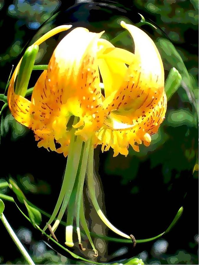 Day Lily Sphere Photograph by Margie Avellino