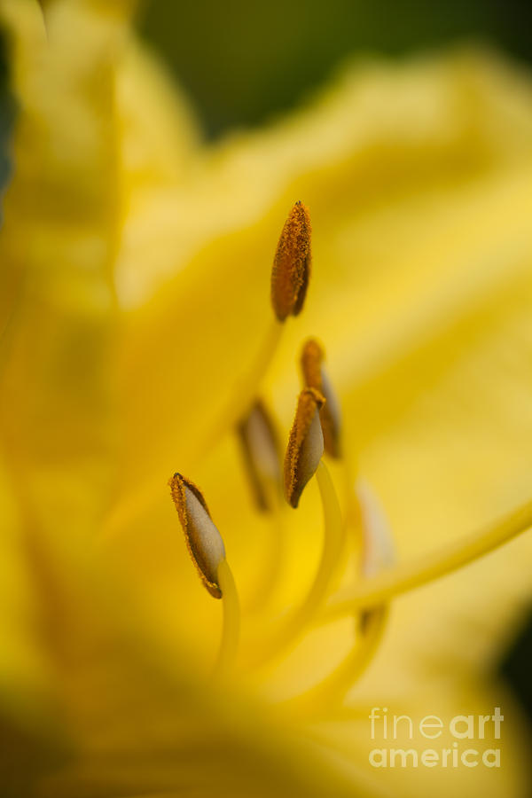 Day Lily Photograph