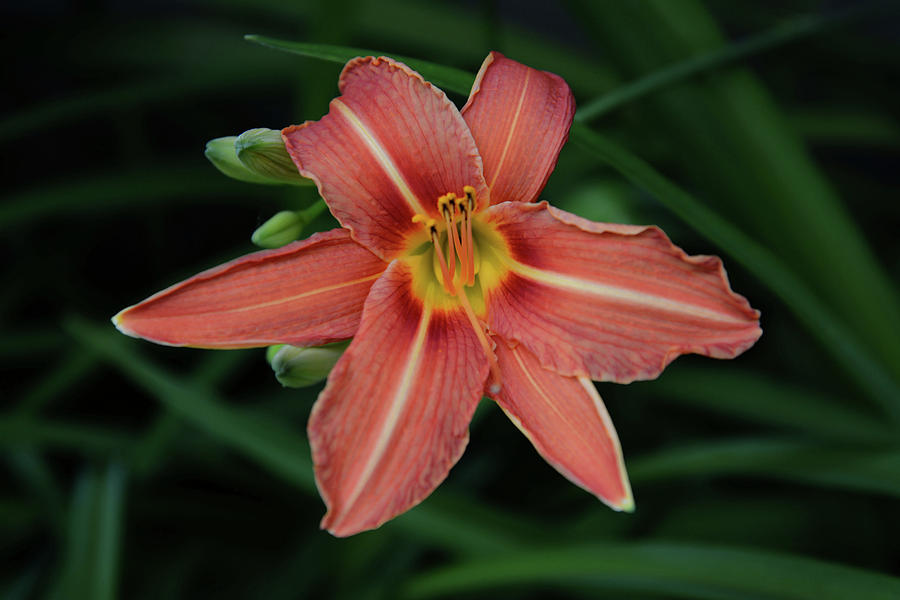 Day Lily Photograph by Whispering Peaks Photography
