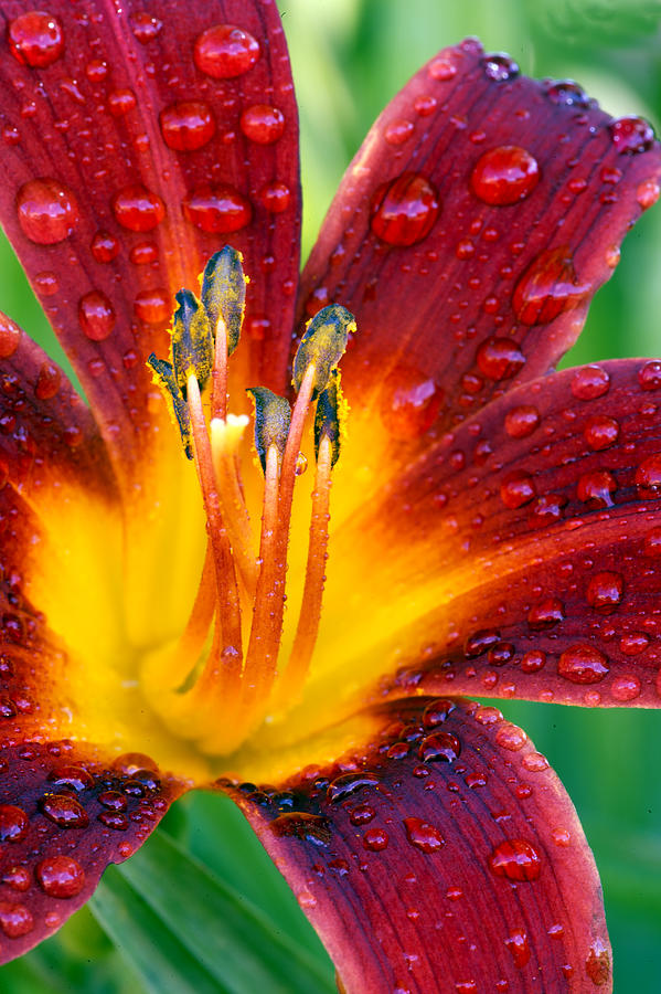 Day Lily with Dew Closeup Photograph by Gary Langley