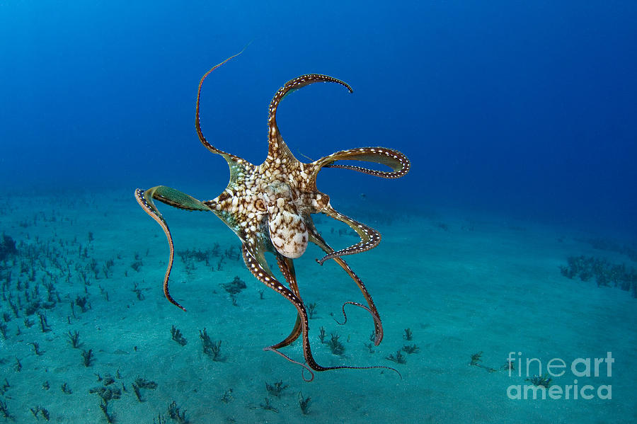 Day Octopus Photograph by Dave Fleetham - Printscapes
