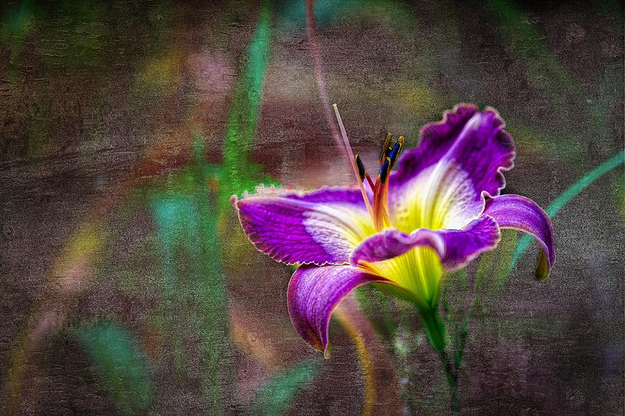 Flower Photograph - Day of the Lily by Ches Black