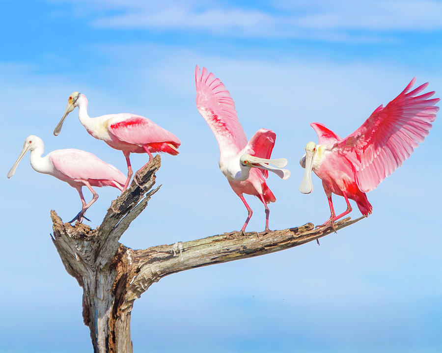 Day Of The Spoonbill Photograph