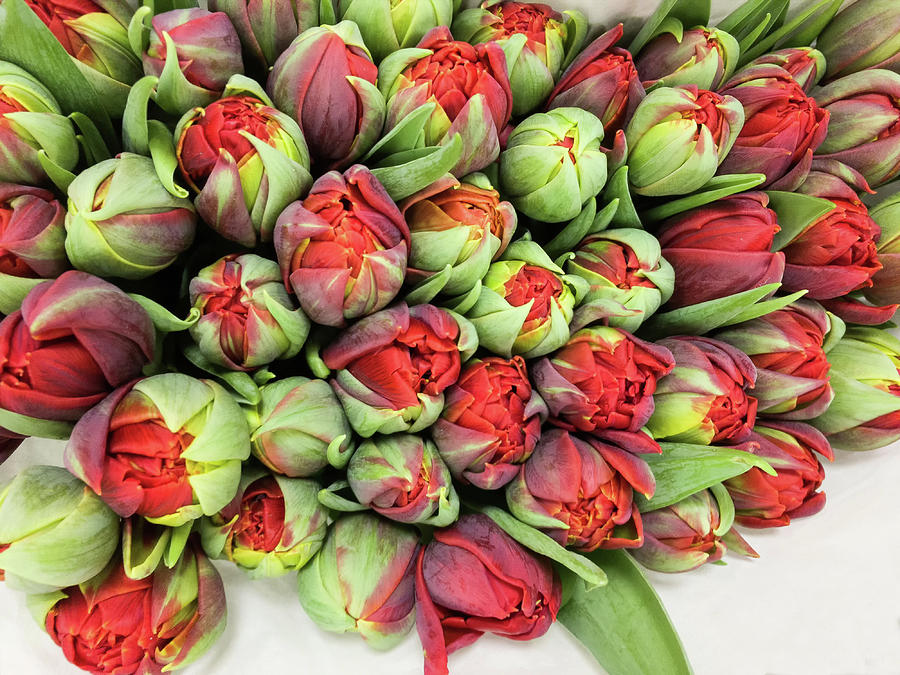 Day of tulips Photograph by Marina Usmanskaya