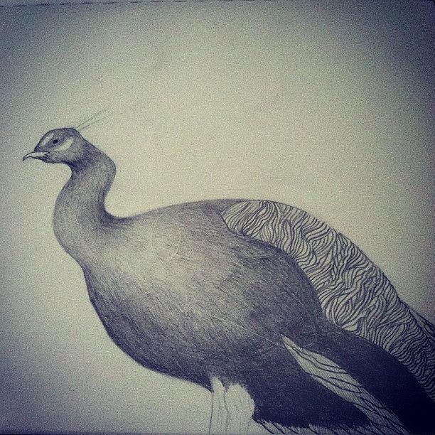 Peacock Photograph - Day Off Sketch. #peacock #sketch by Karen Bosquez
