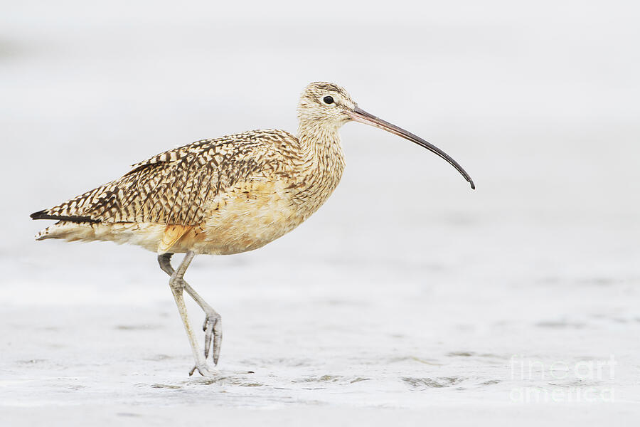 Day with a Curlew Photograph by Ruth Jolly