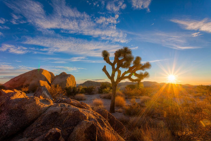 Daybreak at Joshua Photograph by Rikk Flohr