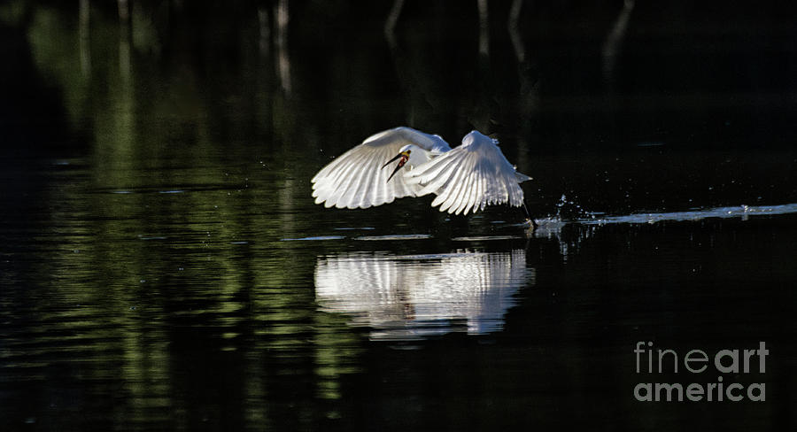 Egret Photograph - Daybreak Egret fishing by Ruth Jolly