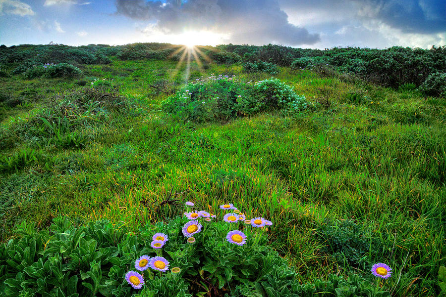 Flower Photograph - Daybreak on the Central Coast by Lynn Bauer