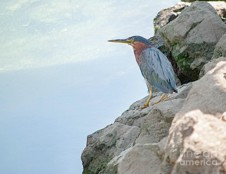 Heron Photograph - Daydream by Cathie Moog