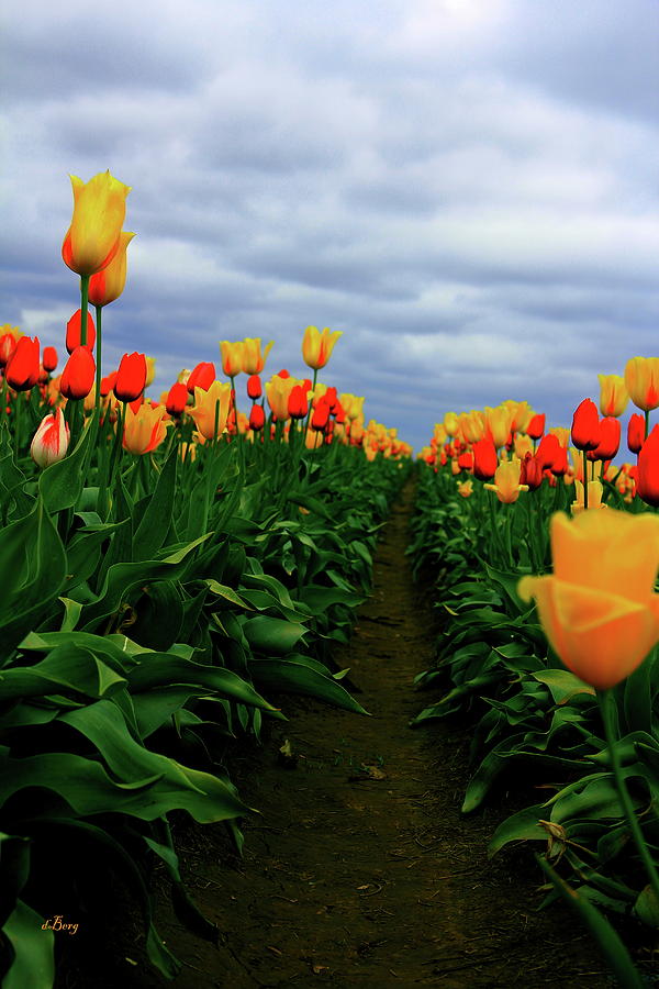 Tulip Photograph - Daydream by Douglas Berg