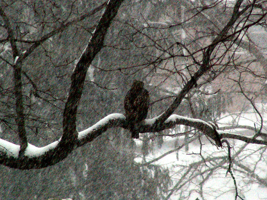 Hawk Photograph - Daydream by Steve Rudolph Hawk Photograph - Daydream by Steve Rudolph