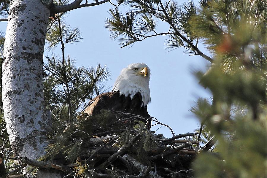 Daydreamer Photograph by Debbie Storie - Fine Art America