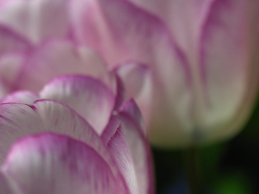 Tulip Photograph - Daydreamers by Juergen Roth