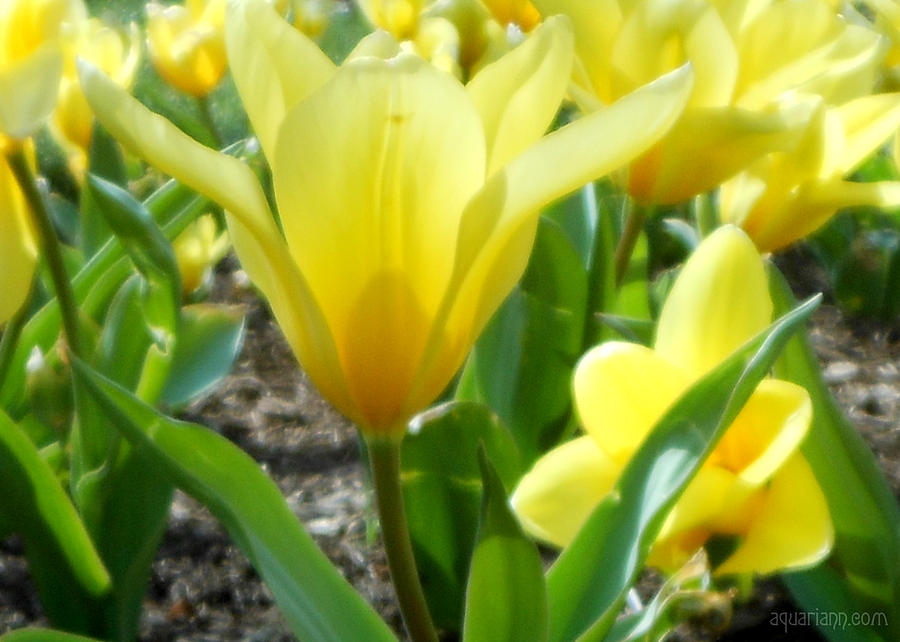 Daydreaming of Yellow Tulips Photograph by Kristin Aquariann
