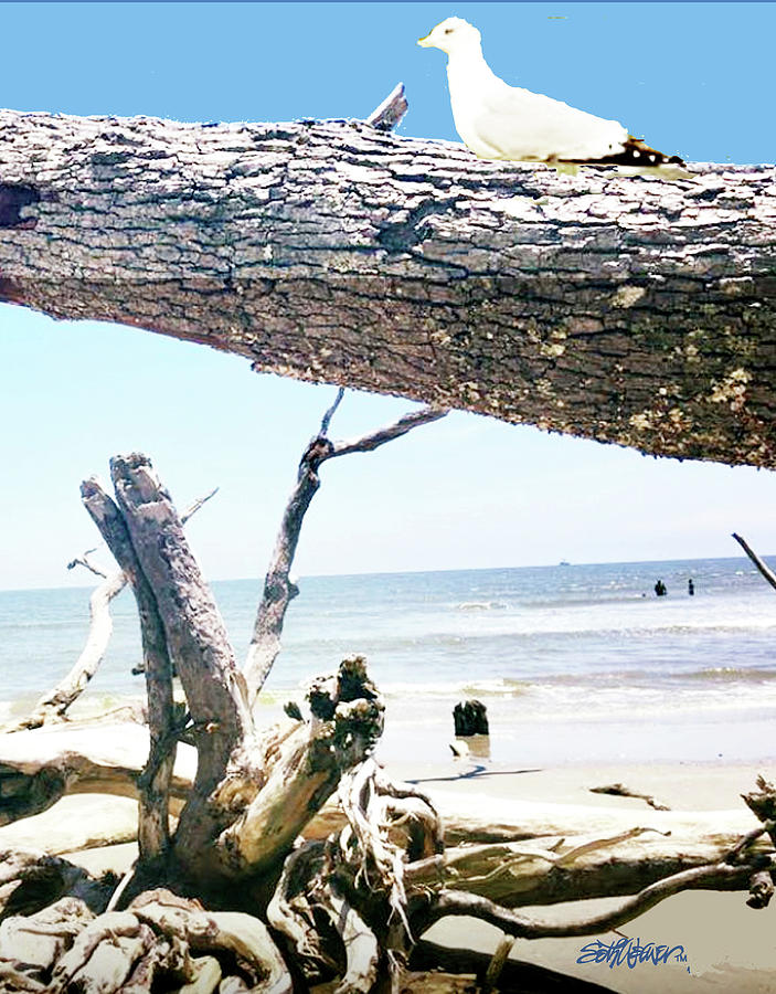 Daydreams and Driftwood Photograph by Seth Weaver Daydreams and Driftwood Photograph by Seth Weaver