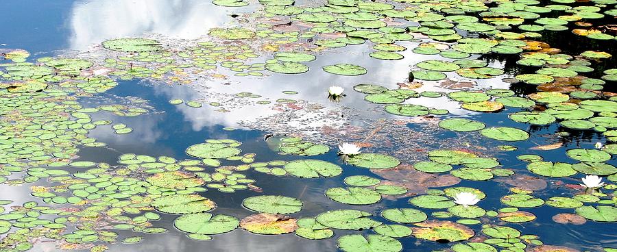 Nature Photograph - Daydreams and Lily Ponds by Angela Davies