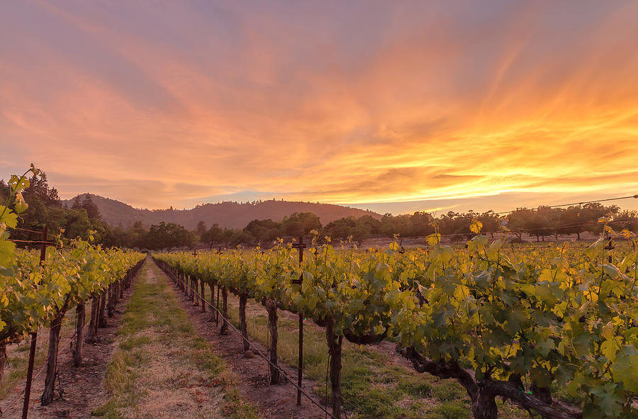 Day-end In The Wine Country Photograph by Jonathan Nguyen