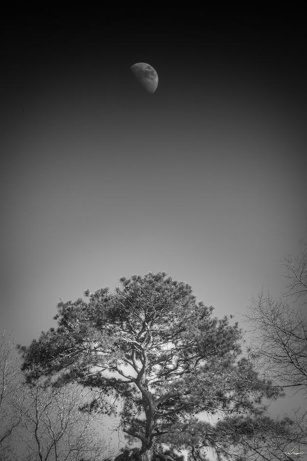 Tree Photograph - Daylight Moon by Phil And Karen Rispin