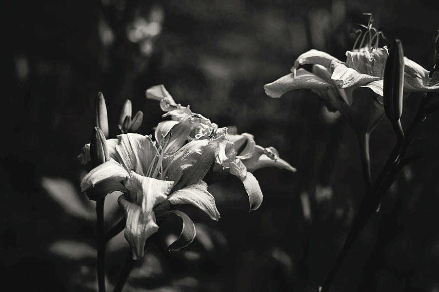 Daylilies in black and white Photograph by Toni Hopper