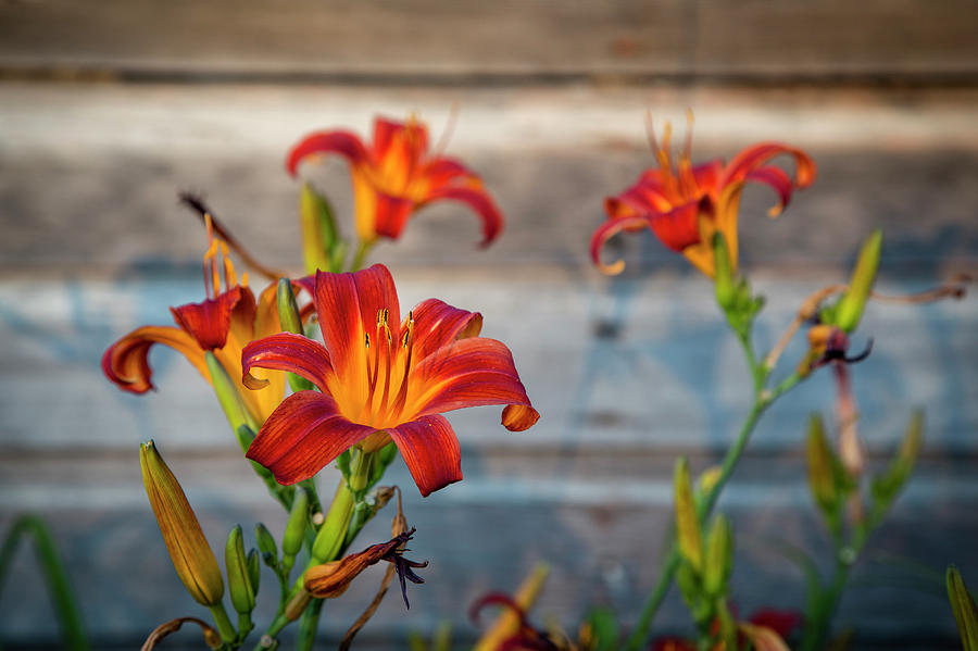 Daylilies In The Light Photograph