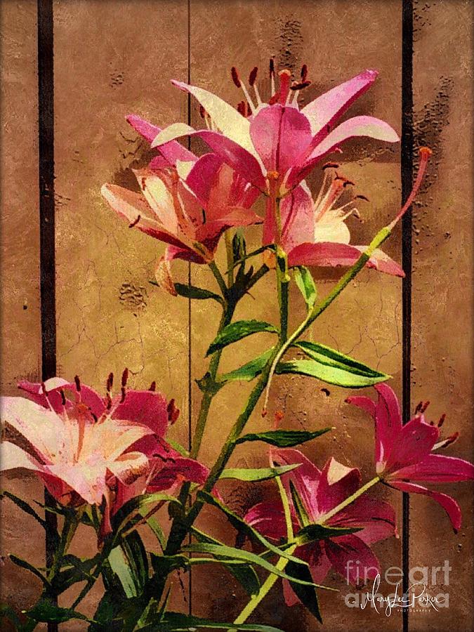 DayLiliys In  Guilford , Conn Mixed Media by MaryLee Parker