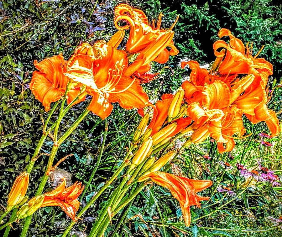 Flower Photograph - Daylillies by Paul Kercher