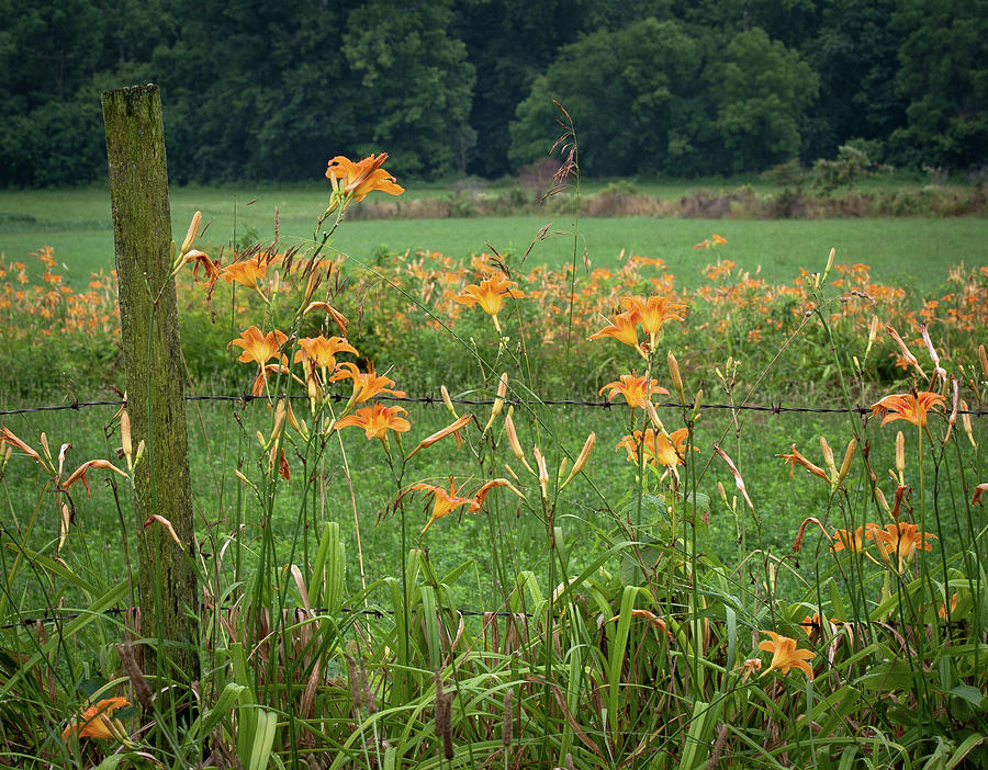 Daylillies Photograph by Virginia Folkman