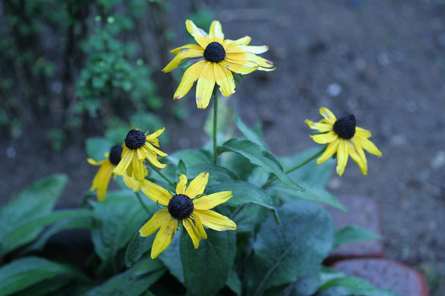 Blackeyed Susan Flower Photograph by Valerie Collins