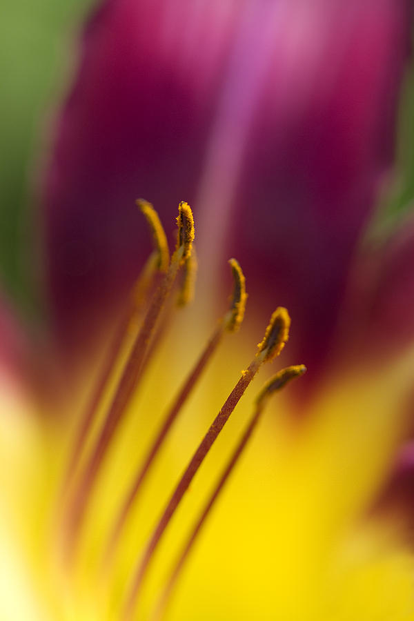 Daylily Abstract Photograph by Kathy Clark