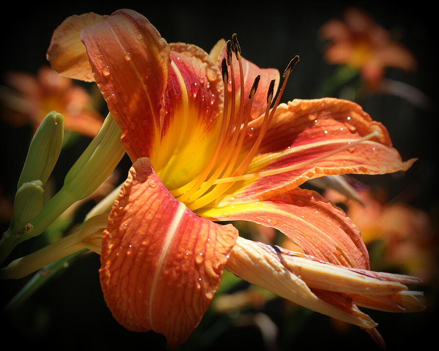 Daylily - After The Rain Photograph by Dora Sofia Caputo | Fine Art America