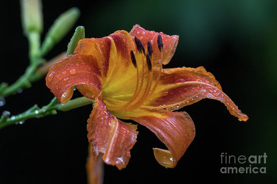 Daylily after the rain storm Photograph by Craig Shaknis