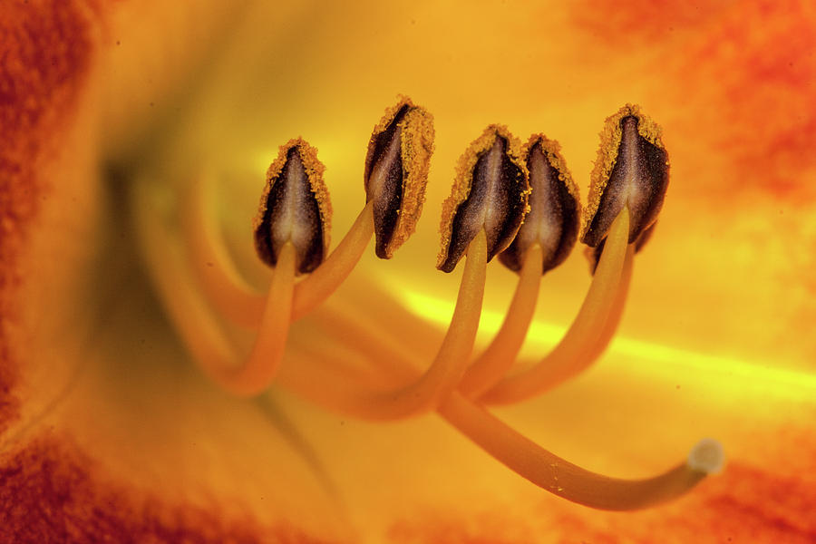 Lily Photograph - Daylily Anthers by W Chris Fooshee