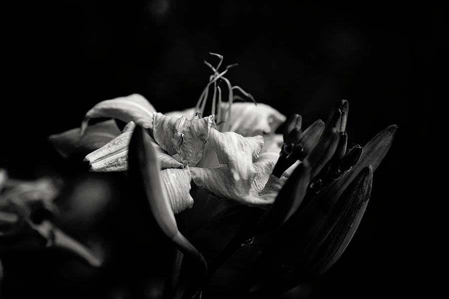 Daylily bloom Photograph by Toni Hopper