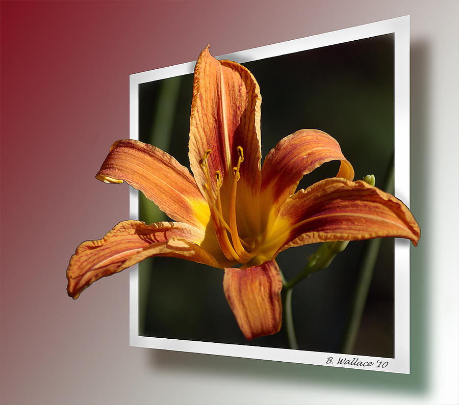 Daylily Photograph by Brian Wallace