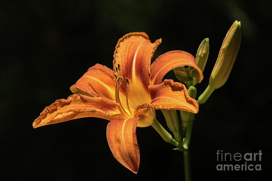 Daylily Photograph by Craig Shaknis