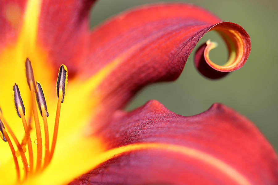 Daylily Curl Photograph by Tammy Pool