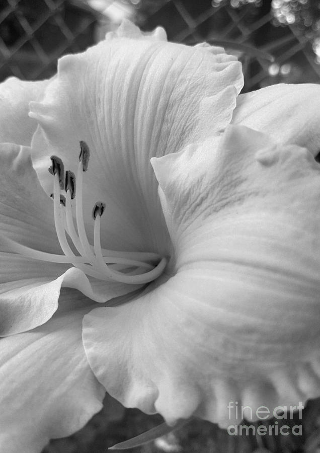 Daylily Delight in Black and White Photograph by Rachel Hannah