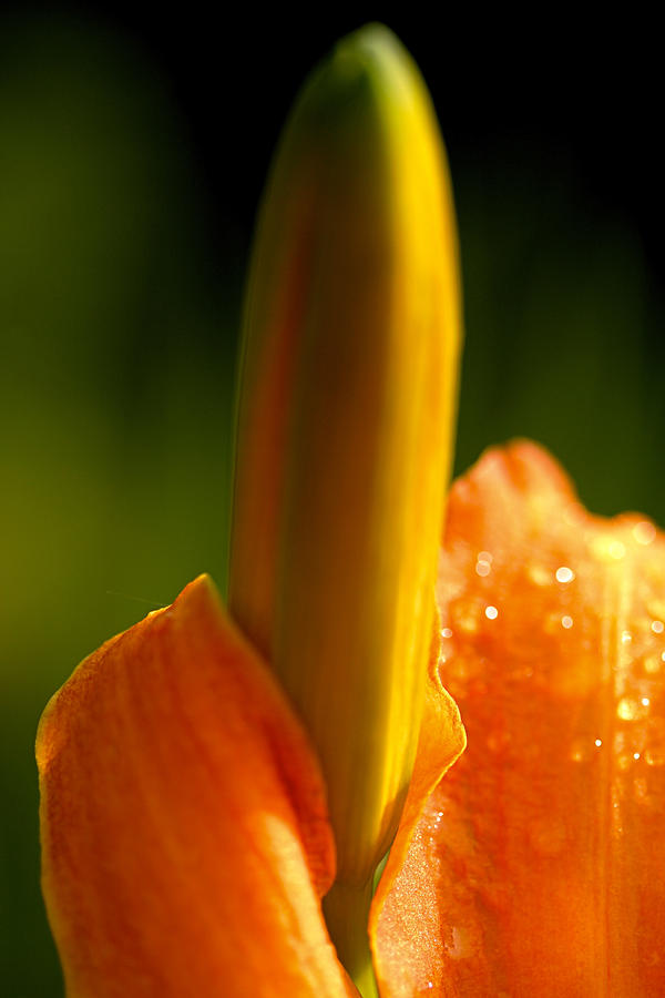 Daylily Photograph By Don Ziegler Fine Art America