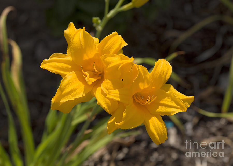 Summer Photograph - Daylily Double Talk by Louise Heusinkveld