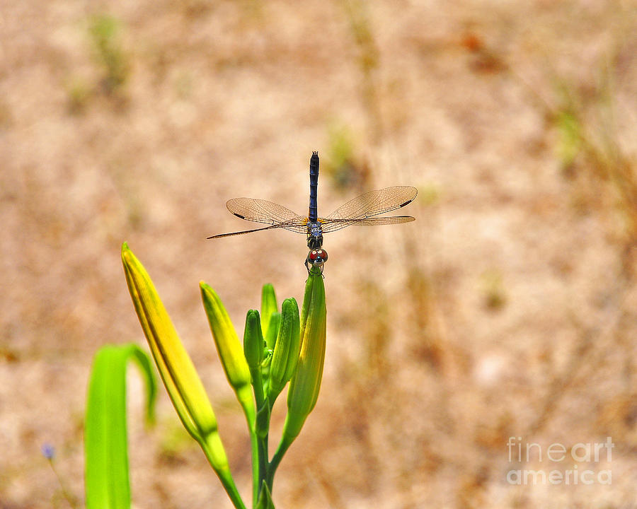 Blue Dasher Dragonfly Photograph - Daylily Dragonfly by Al Powell Photography USA