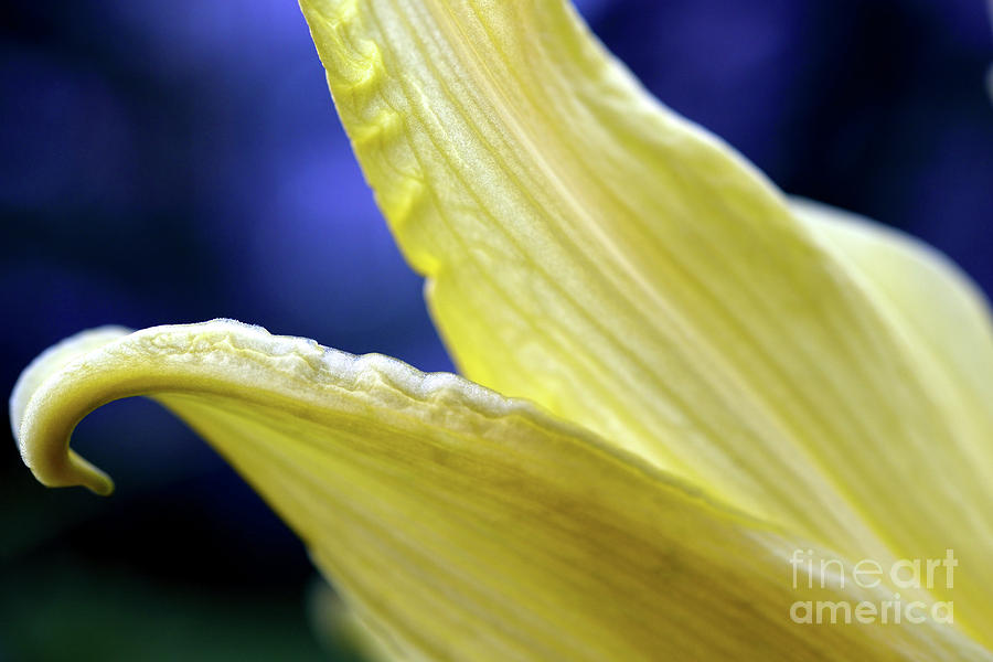 Daylily Flower Photograph by Terry Elniski