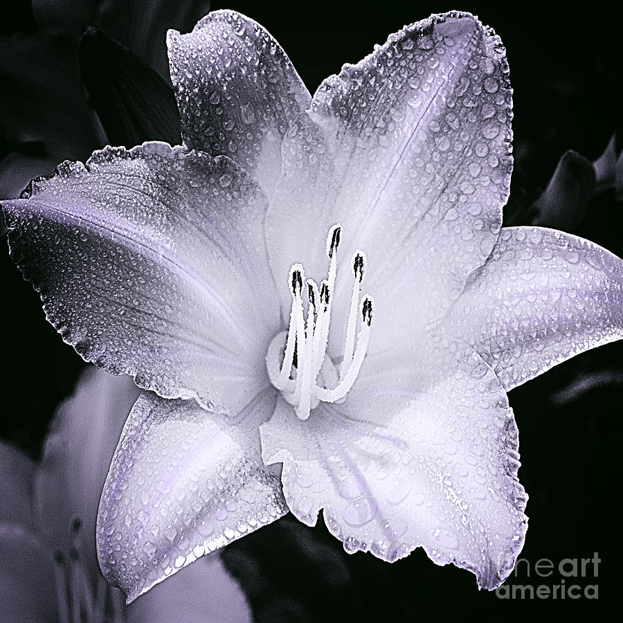 Daylily Flower With A Tint Of Purple Photograph